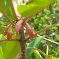 Bruguiera gymnorhiza (L.) Lam.